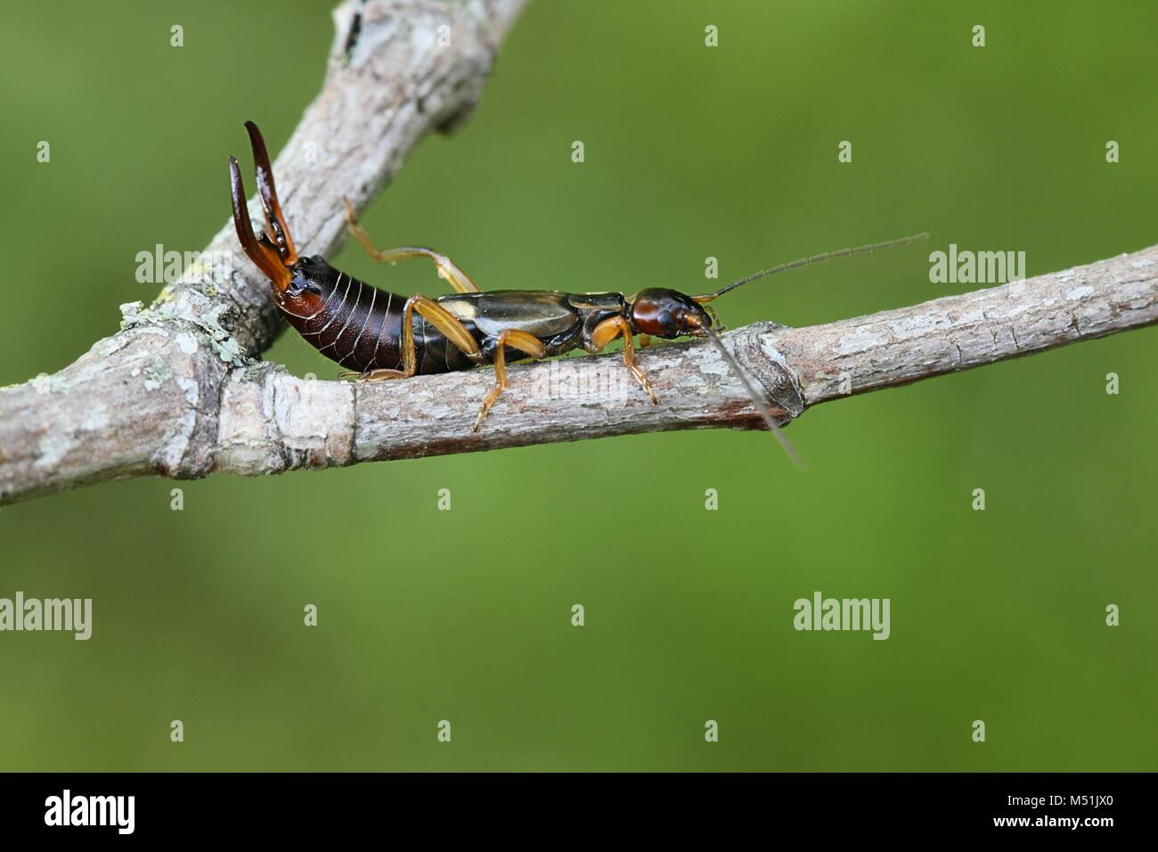 Gemeinsamen Europäischen earwig, Forficula auricularia Stockfoto