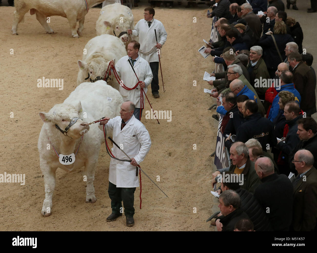 Charolais Bullen sind im Ring vor dem Verkauf an der Stirling Stier Sales bei Stirling landwirtschaftliches Zentrum vorgeführt. Der weltbekannte Auktionen wurden 1865 gegründet und sind ein integraler Bestandteil der landwirtschaftlichen Kalender. Stockfoto