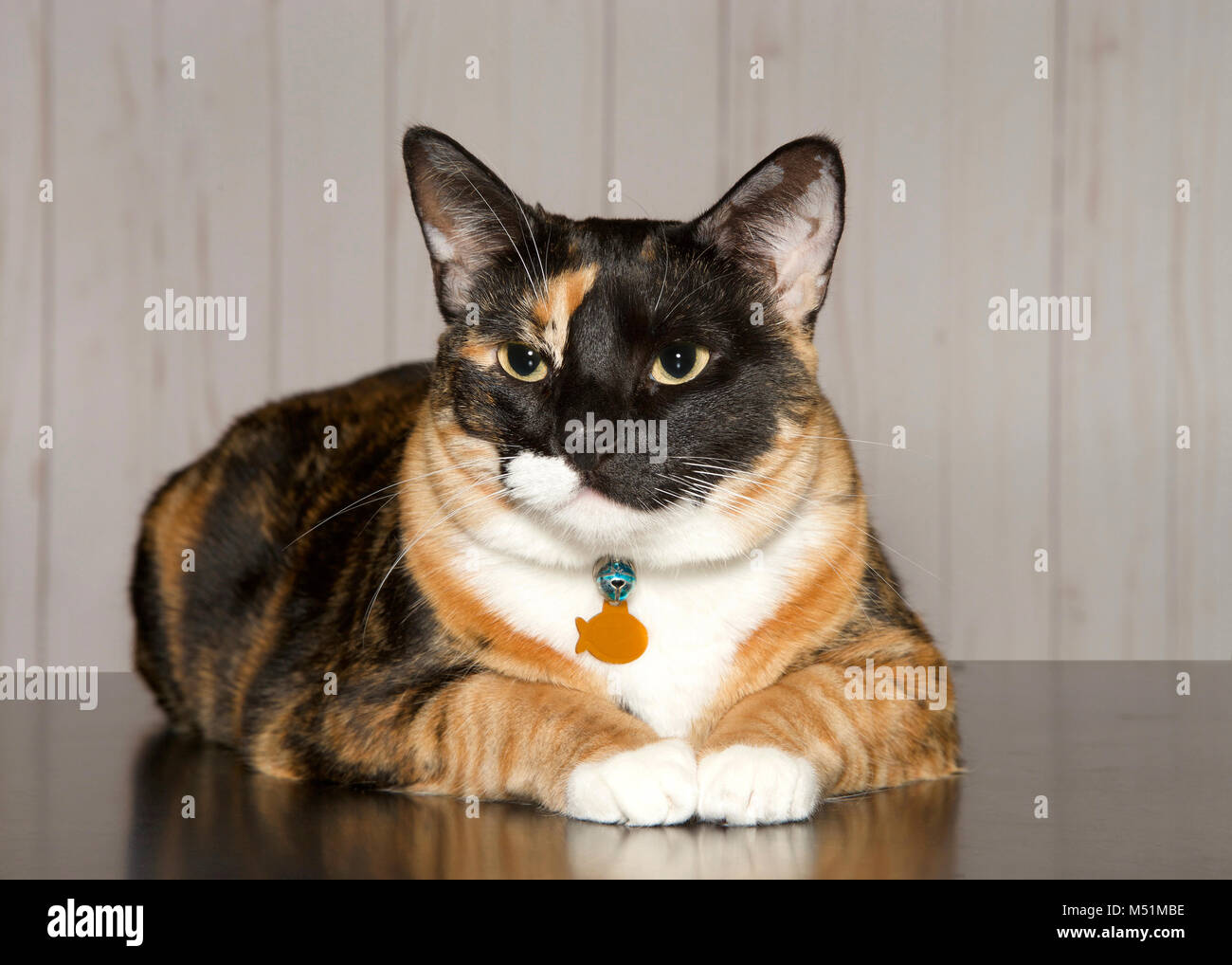 Calico Katze auf einem türkis Decke in Richtung Betrachter. Calico katzen sind katzen mit einem beschmutzt oder particolored Mantel, ist predominantl Stockfoto