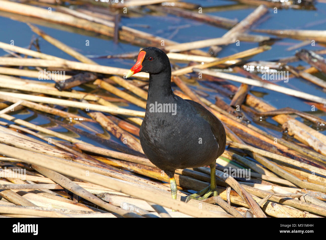 (Common gallinule Gallinula galeata), einen Vogel in der Familie der Indopazifischen Erdtauben Suche durch Schilf auf Wasser für Nahrung. Dieser Vogel kämpfen wird seine ter zu verteidigen. Stockfoto