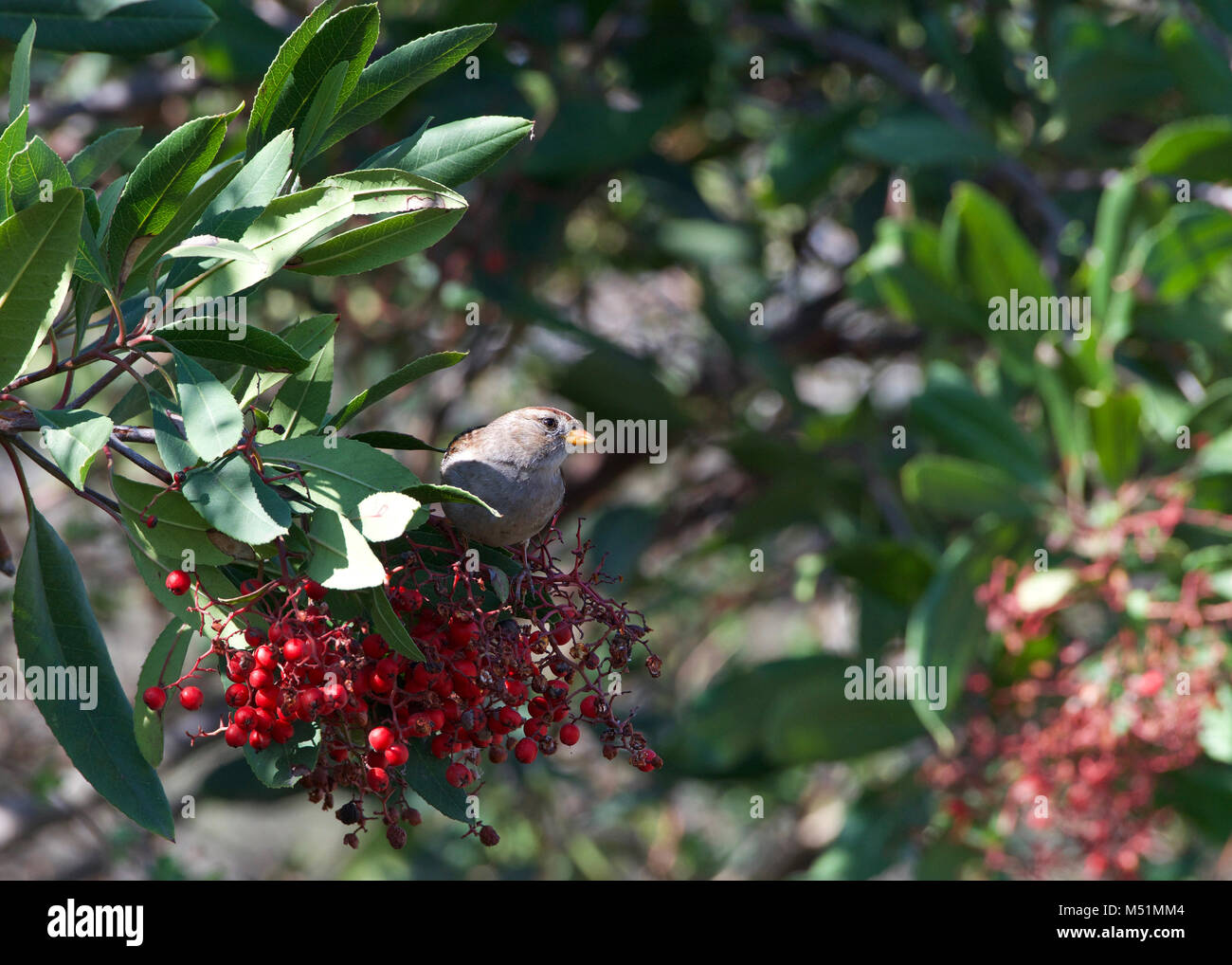Eine weibliche Haussperling Essen rote Beeren auf einem Busch. Der Haussperling (Passer domesticus) ist eine Vogelart aus der Familie Gelbhalsmaus, in den meisten gefunden Stockfoto