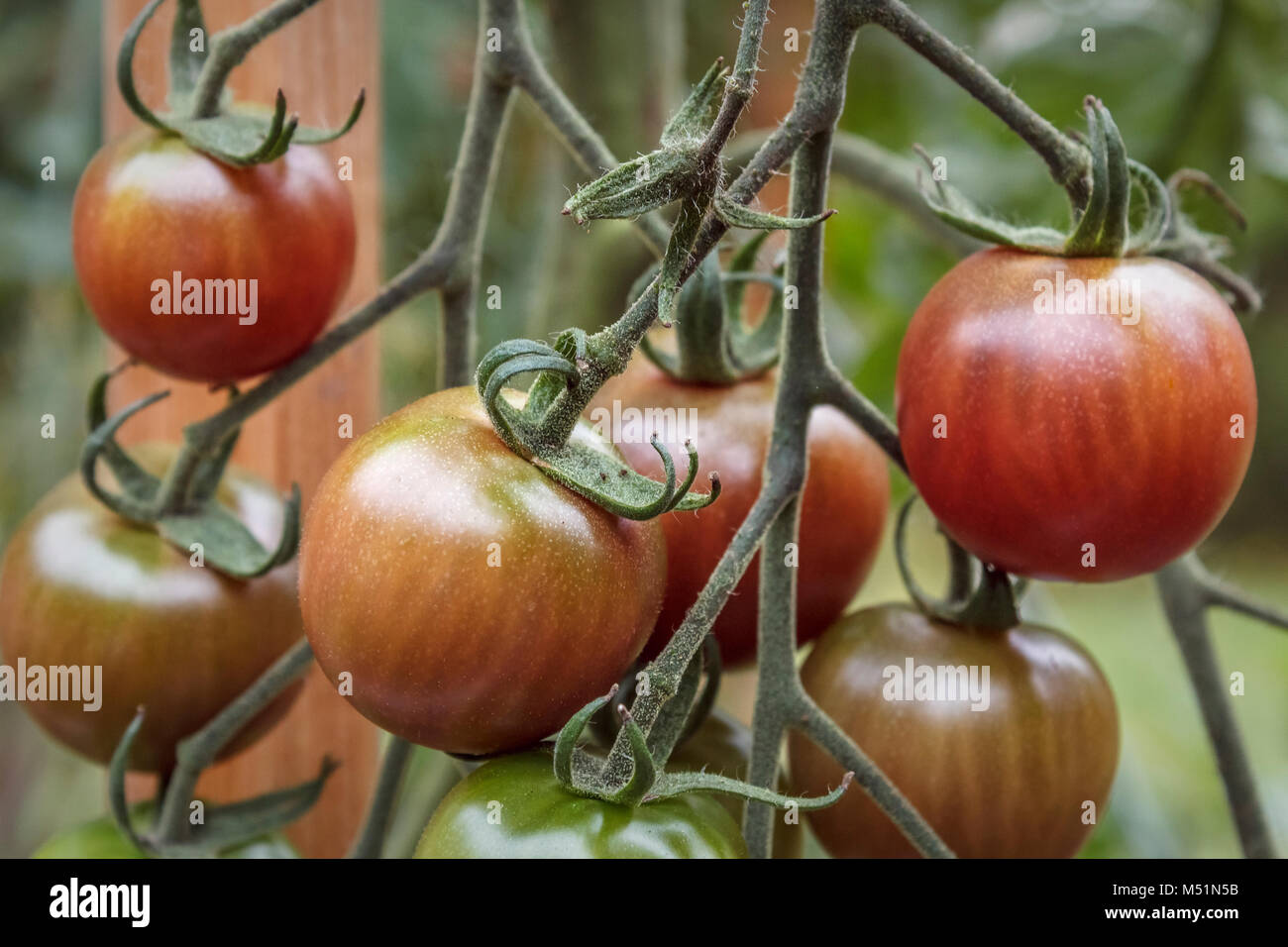 Eine Detailansicht eines Clusters von Reifung homegrown Tomaten hängen von einer Tomate Rebe in einem Hinterhof essen Garten wachsen. Stockfoto