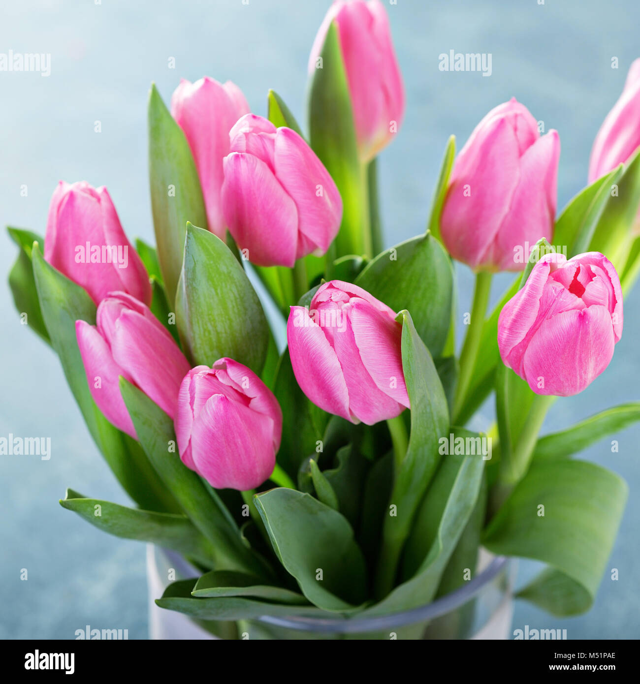 Rosa Tulpen in einem Glas Vase auf hellblauem Hintergrund Stockfoto