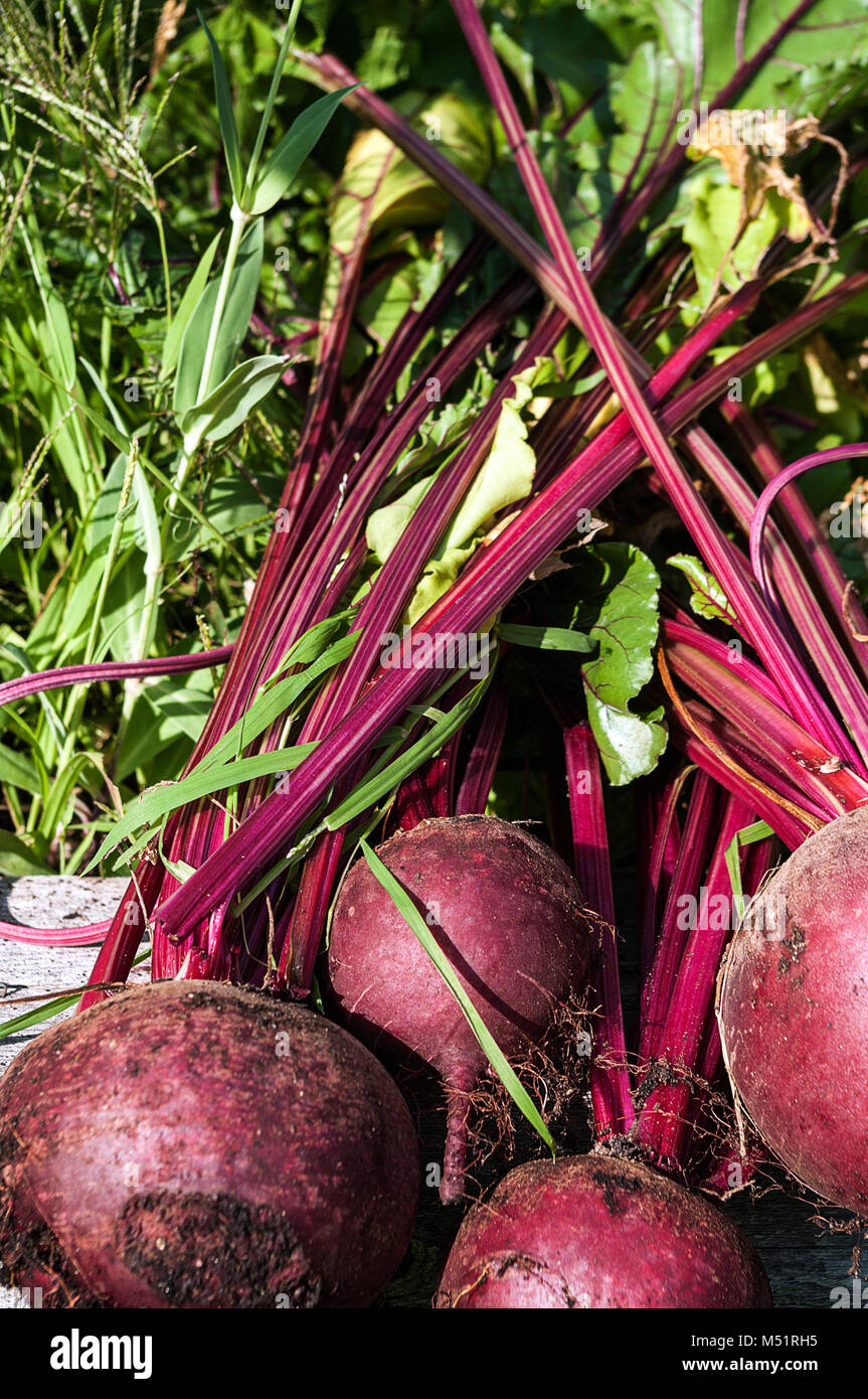 Rüben frisch gepflückt aus einem Garten. Stockfoto