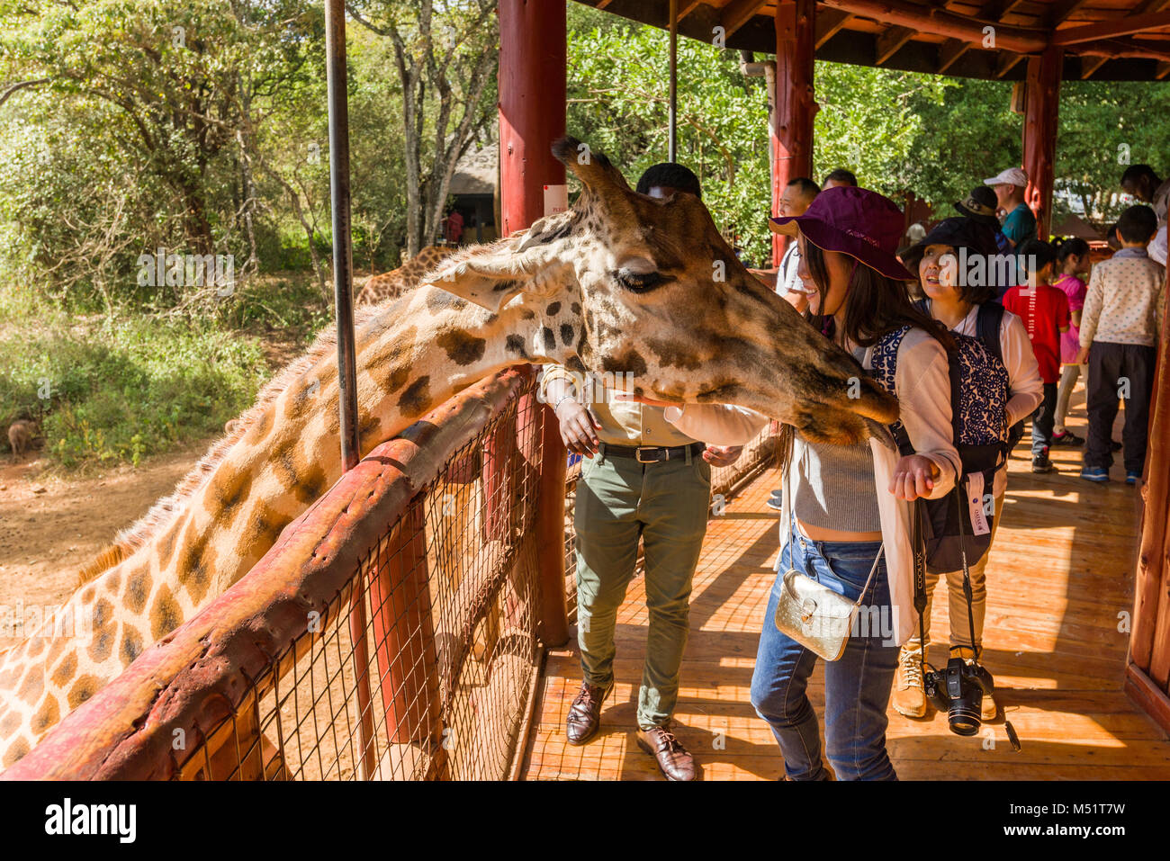 Touristen an der Giraffe Center mit Rothschild Giraffen, Nairobi, Kenia Stockfoto