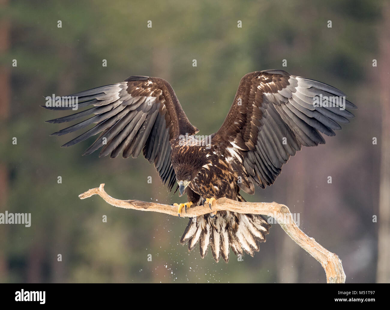 White tailed Sea Eagle Schuß von einem versteckten in Schweden Stockfoto