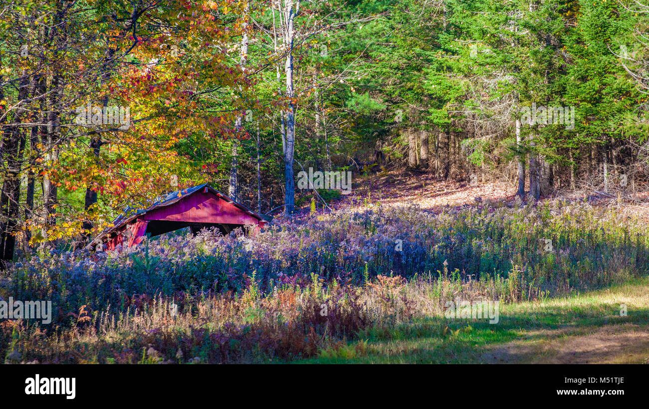 Eine farbenprächtige Herbstlandschaft in Lissabon, NH, USA verfügt über eine alte, Rot auf seiner letzten Beine abgeworfen und fiel. Stockfoto