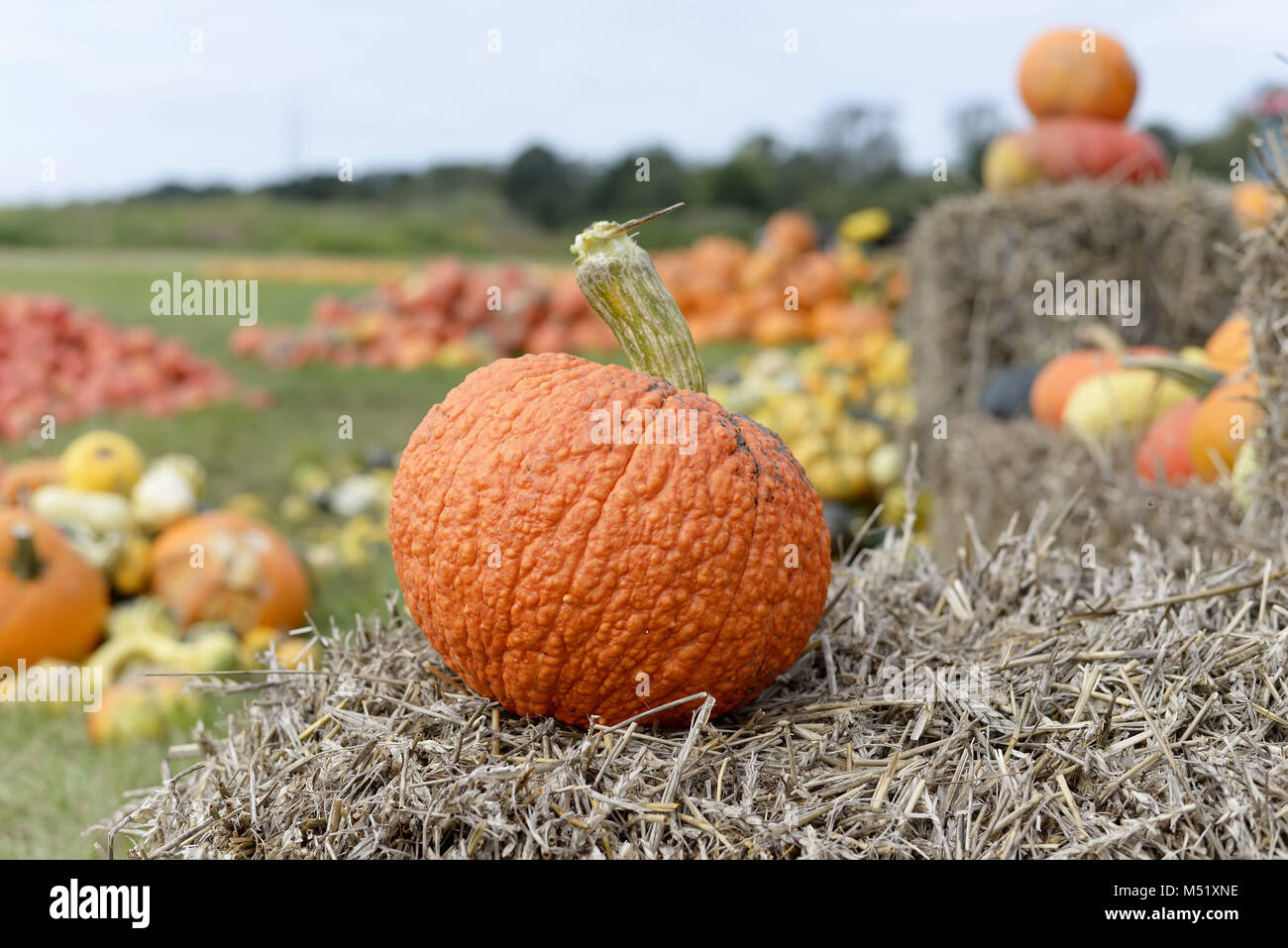 Kürbis auf einem Heuhaufen Stockfoto