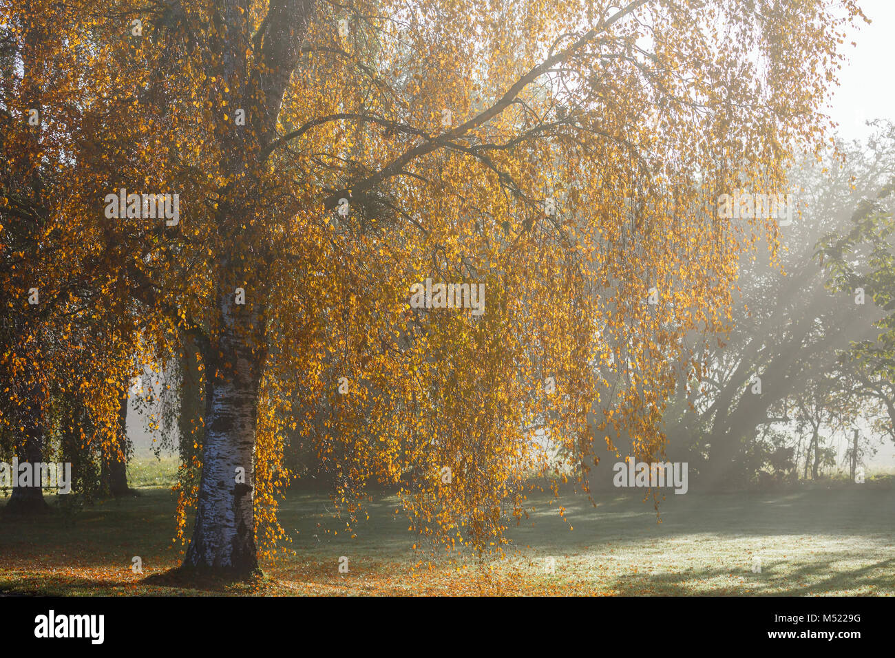 Birken im Gegenlicht an nebligen Herbst Licht Stockfoto