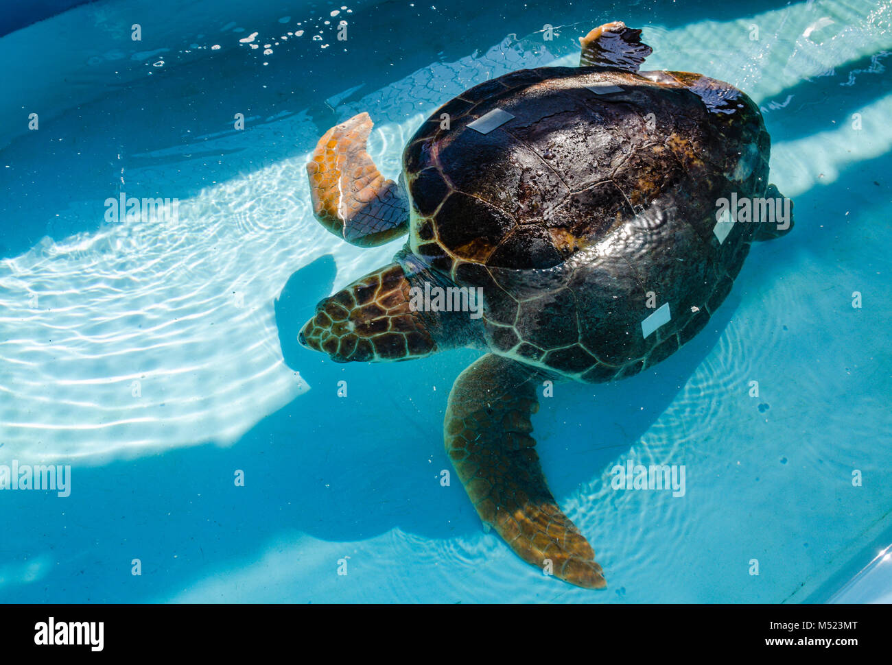 Rehabilitierung der Unechten Karettschildkröte auf der Turtle Hospital, eine kleine gemeinnützige Organisation, die sich für die Rehabilitation der bedrohten Meeresschildkröten widmet. Stockfoto