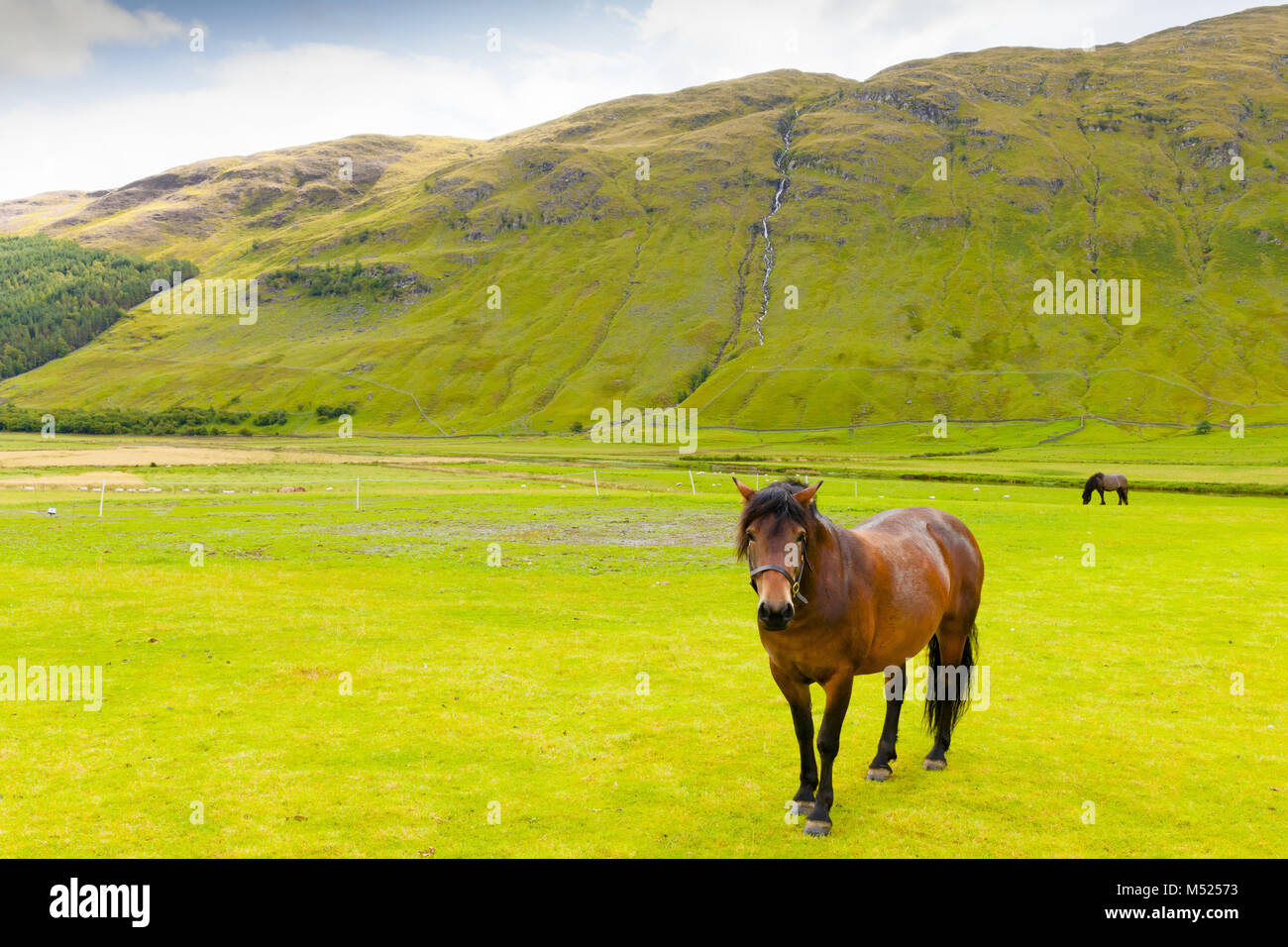 Pferde um Fortingall Schottland Stockfoto
