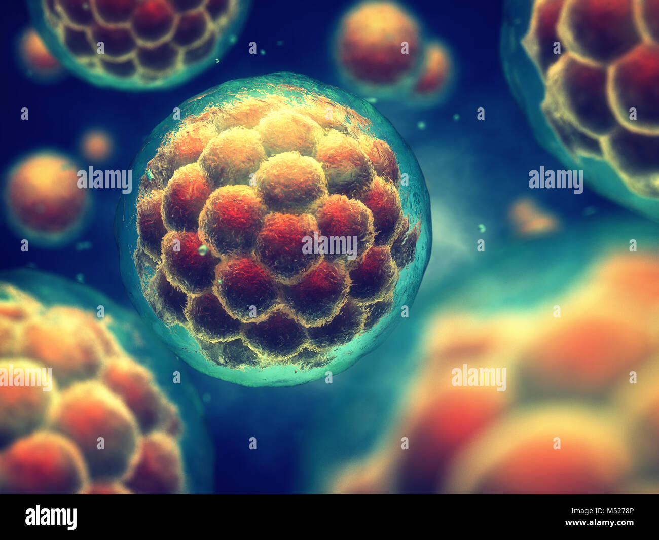 Eine Morula ist ein frühen Stadium Embryo bestehend aus Zellen, Stammzell-Forschung und Behandlung Stockfoto