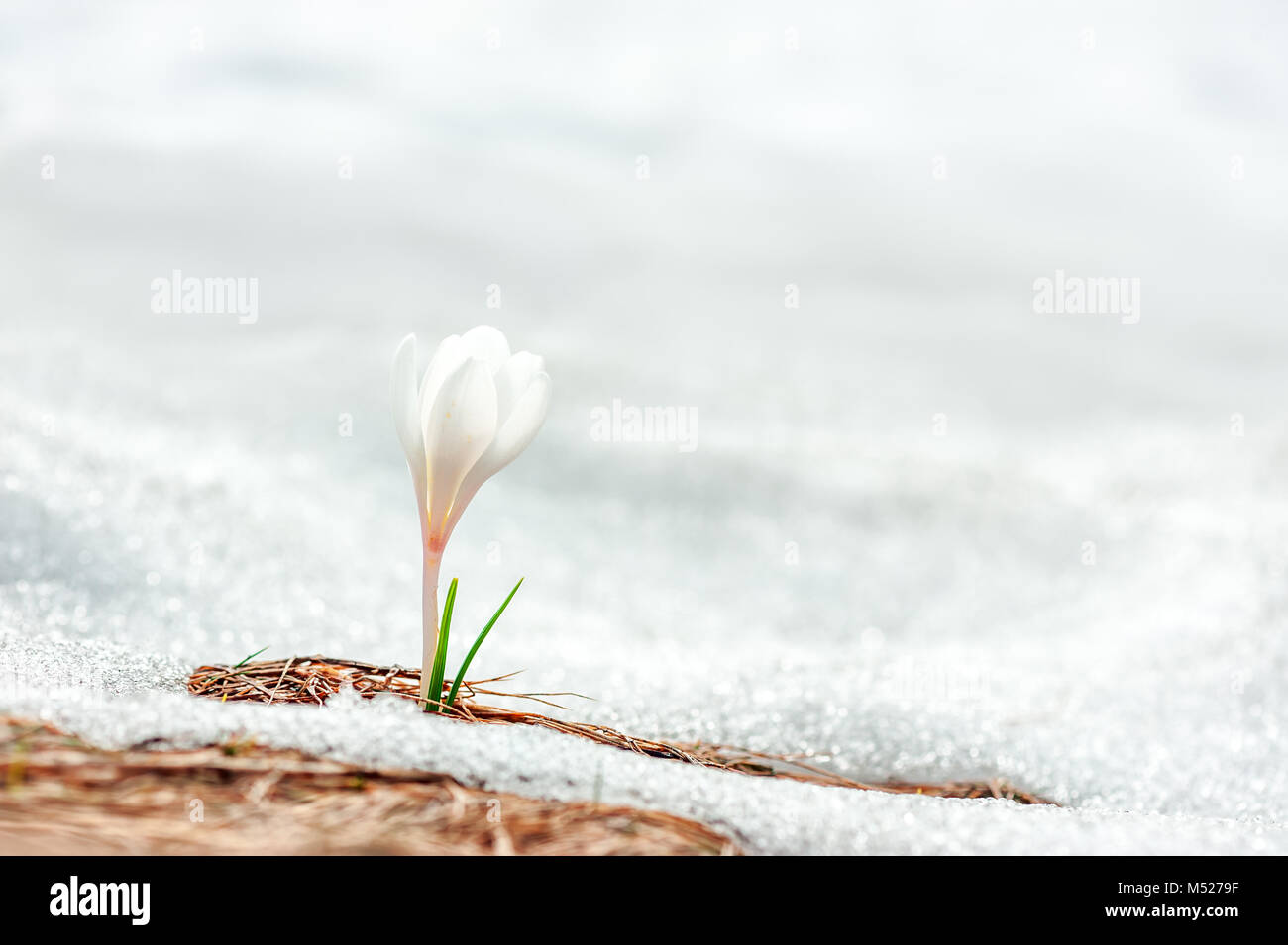 Allein Crocus Blume im Schnee Stockfoto