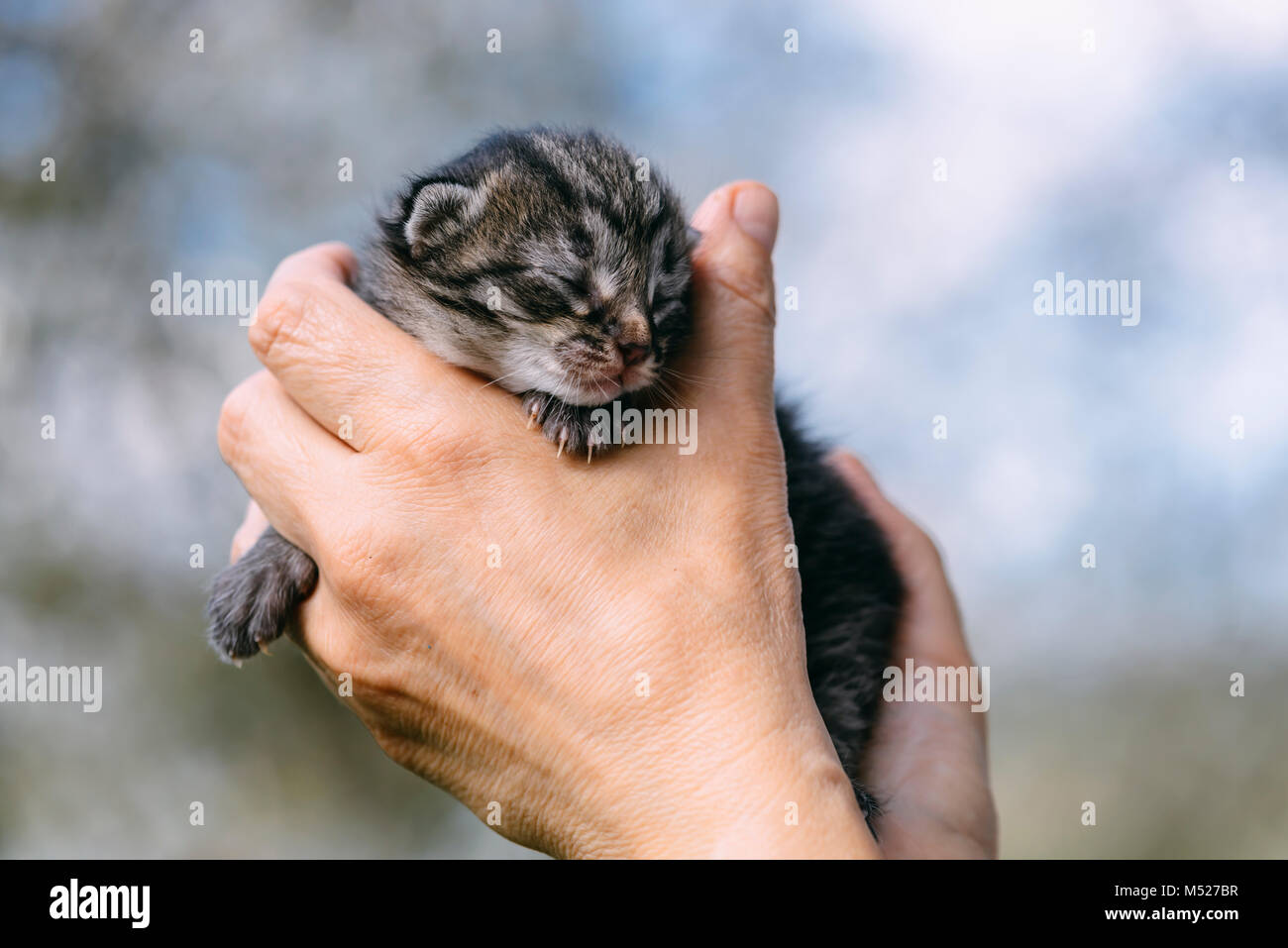 Neugeborene Kätzchen in Händen outdors Stockfoto