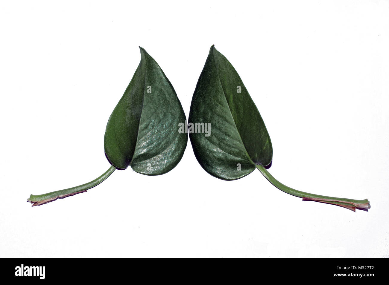 Pothos (Epipremnum aureum) Stockfoto