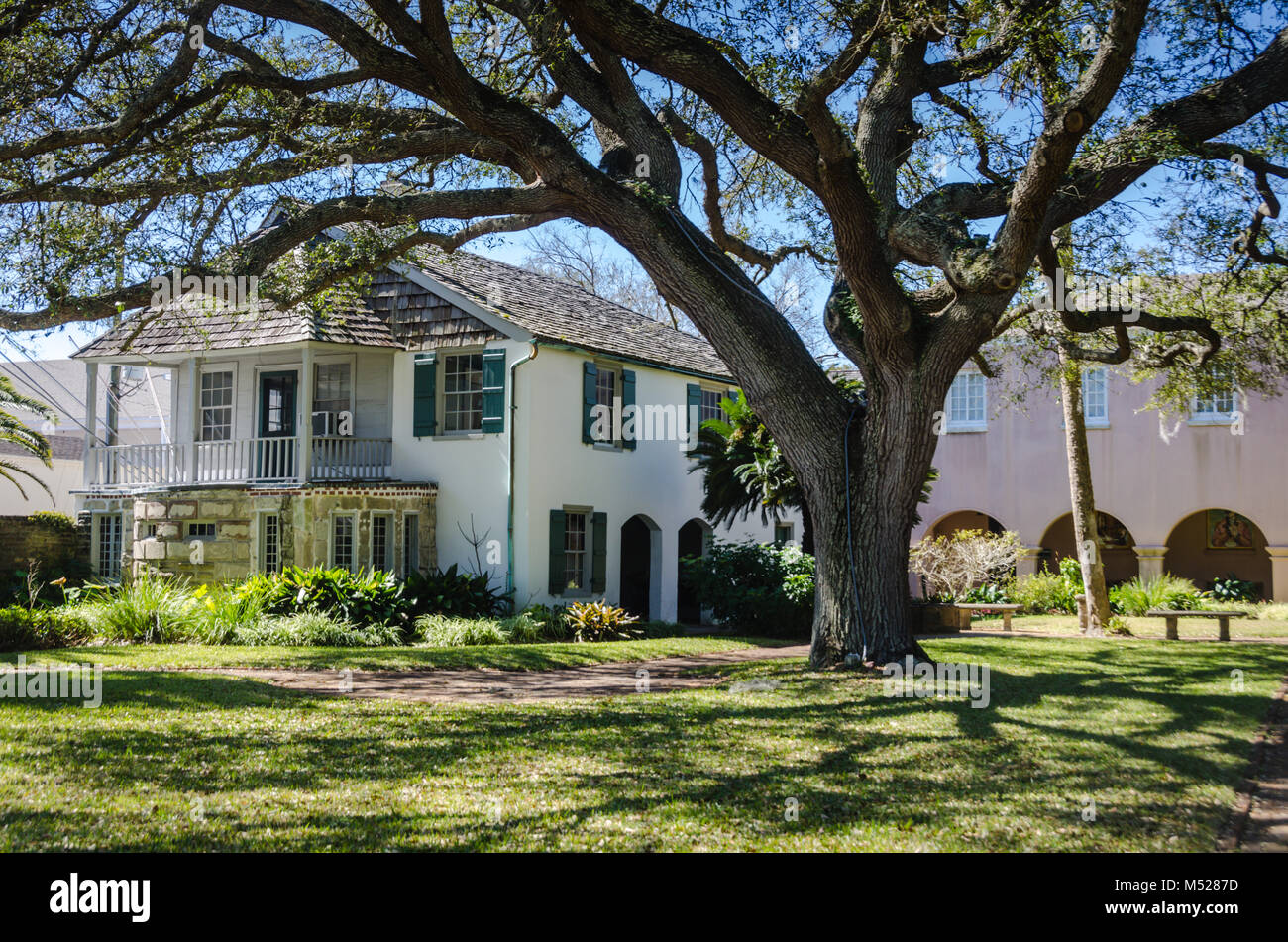 Riesige Eiche Baum im Garten Landschaft von González Alvarez House, das älteste Haus in St. Augustine, Florida. Stockfoto