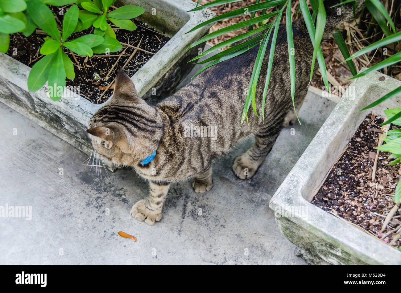 Ein Nachfahre des berühmten Autors sechs-toed Cat prowls die Gärten der Ernest Hemingway Home & Museum. Das Ernest Hemingway Home & Museum ist h Stockfoto