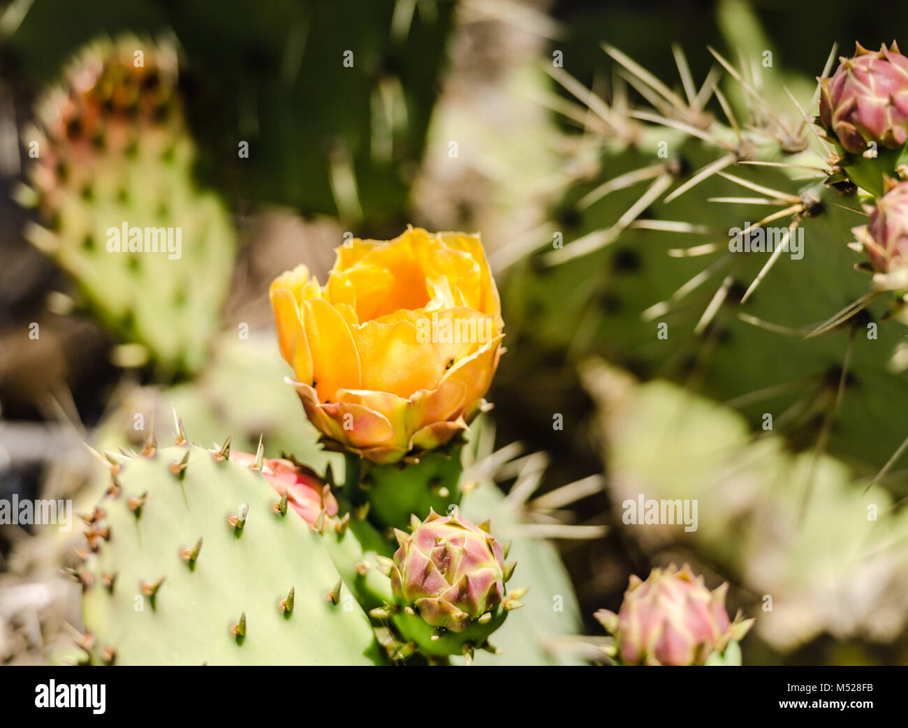 Gelbe Blüten, Knospen, und Wirbelsäule Nadeln auf einer prickley Pear Cactus (Opuntia) Anlage. Stockfoto