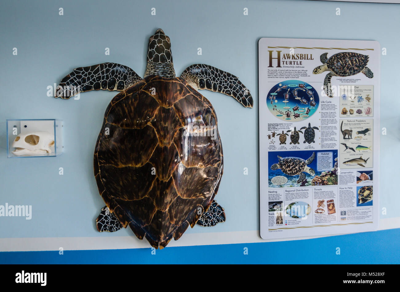 Poster und Turtle Shell mit dem Schädel in der Turtle Hospital, eine kleine gemeinnützige Organisation, die sich für die Rehabilitation der bedrohten Meeresschildkröten widmet, Stockfoto