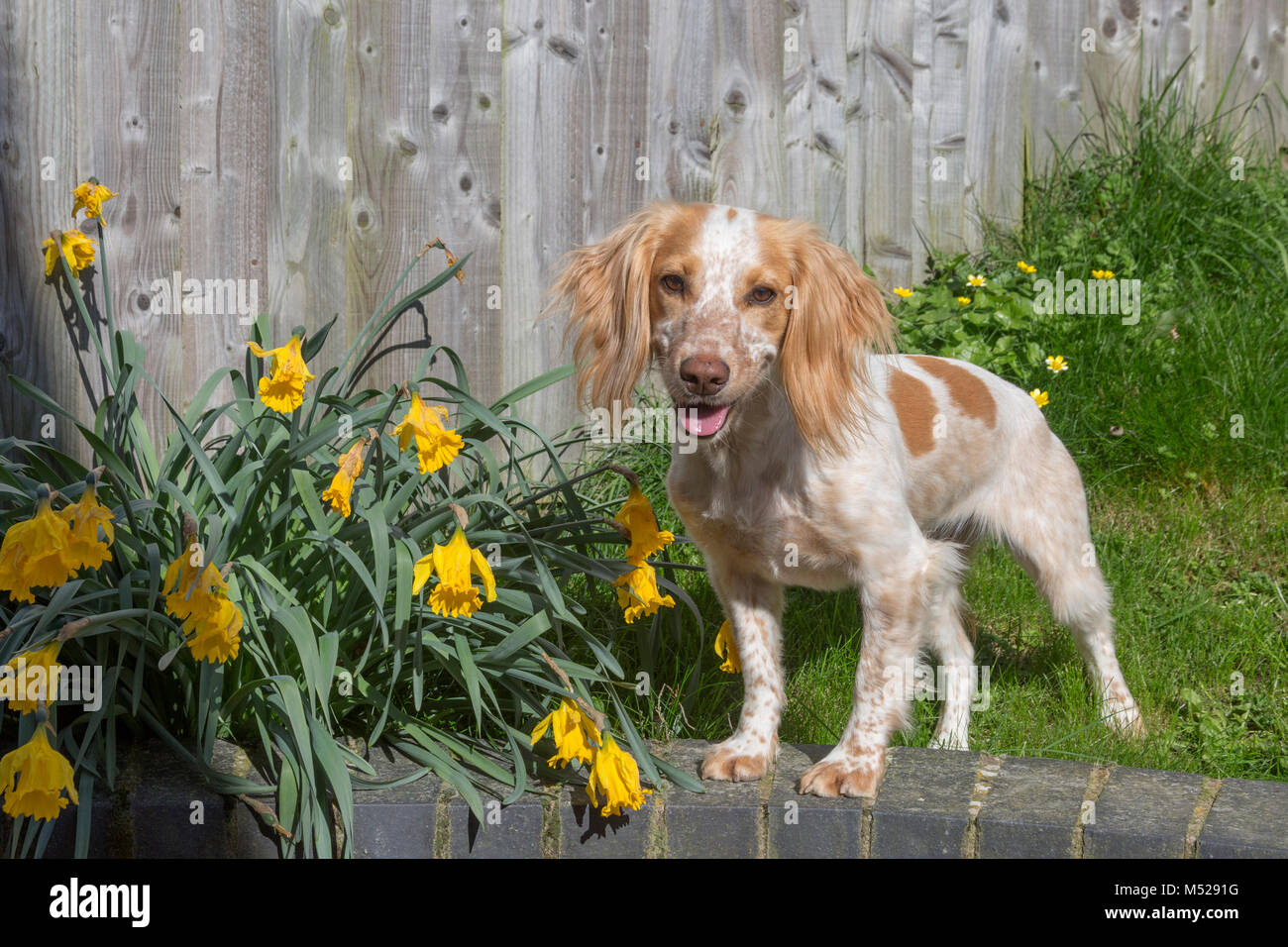 Orange und weiß English Springer Spaniel Stockfoto