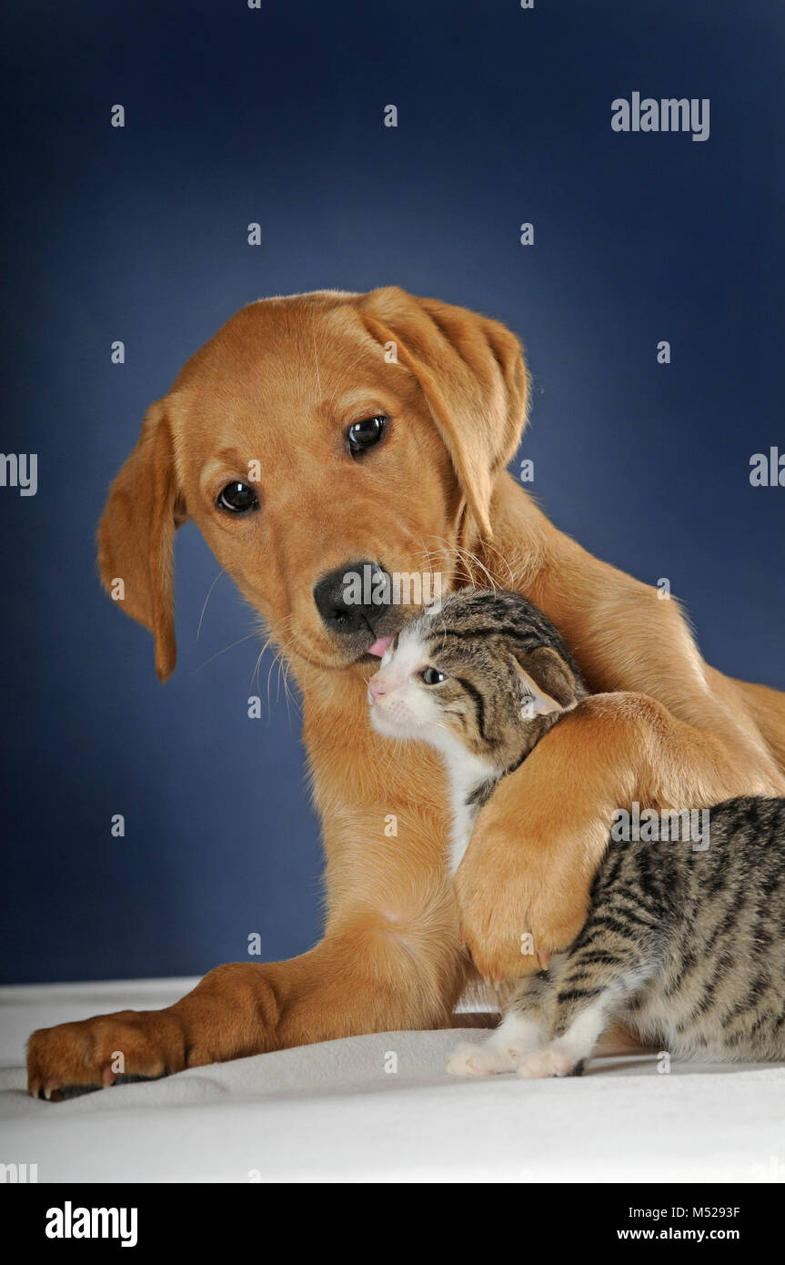 Labrador Retriever, Gelb, Welpe 9 Wochen lecken Kätzchen, Makrele, 8 Wochen Stockfoto