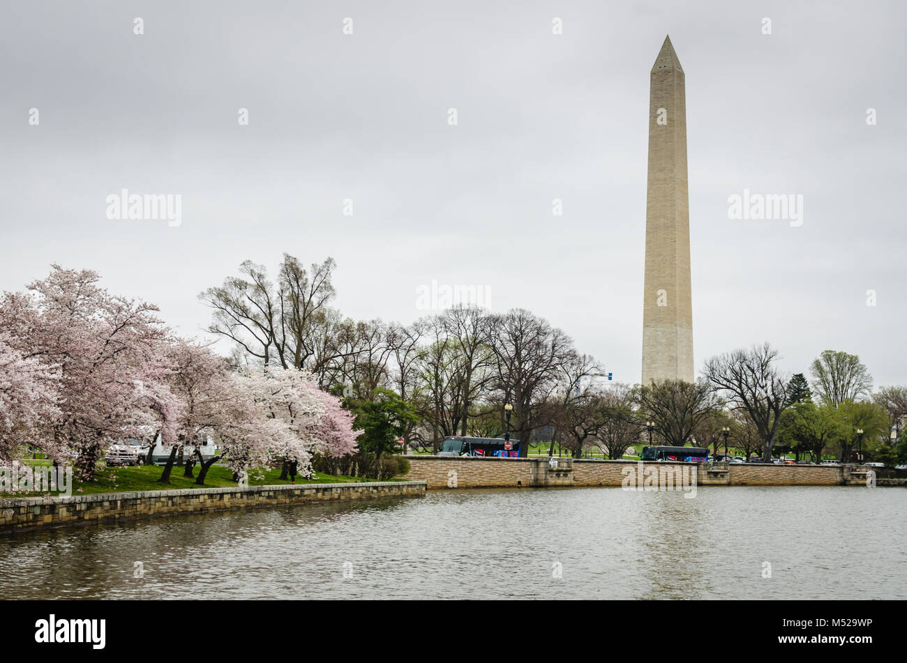Das Washington Monument von blühenden Kirschblüten während des jährlichen Festivals in Washington D.C. umgeben Stockfoto