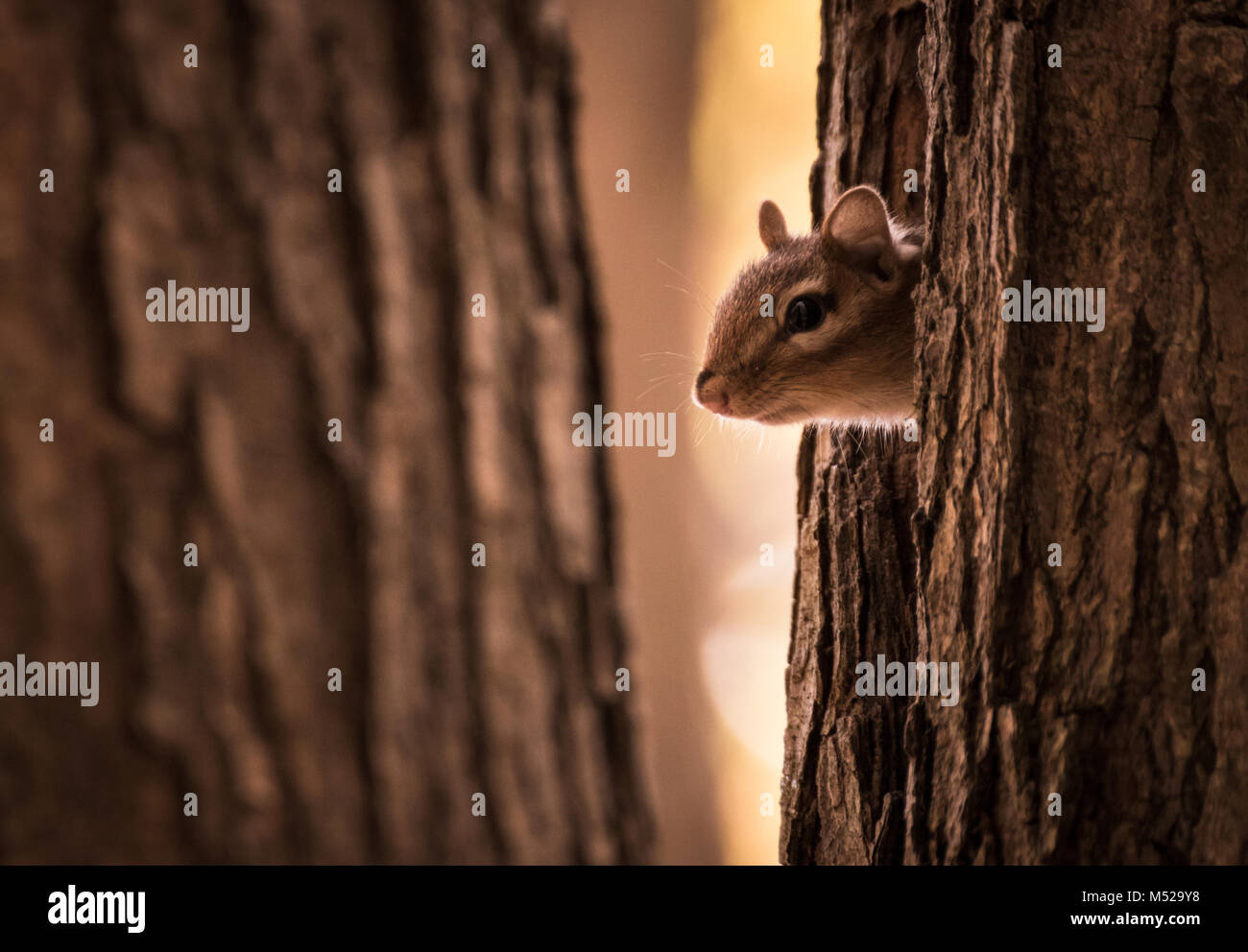 Chipmunk peeking seinen Kopf auf einem kalten Morgen mit der Sonne gerade beginnen zu glänzen durch die Bäume Stockfoto