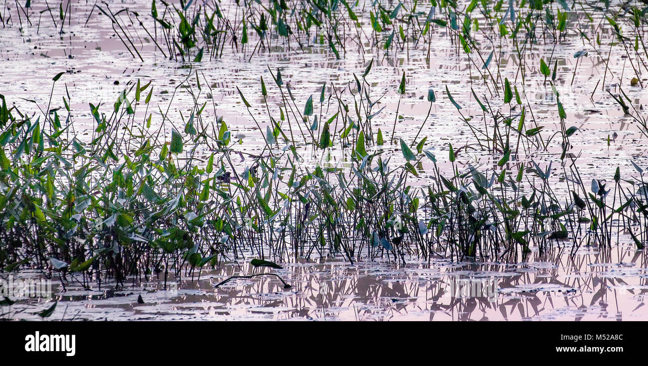 Pfeilspitze Pflanzen, auch als Stier Zunge, Sagittaria latifolia, ist ein gemeinsames Teich Unkraut im östlichen Nordamerika. Gebürtige Amerikaner aßen die Wurzeln. Stockfoto