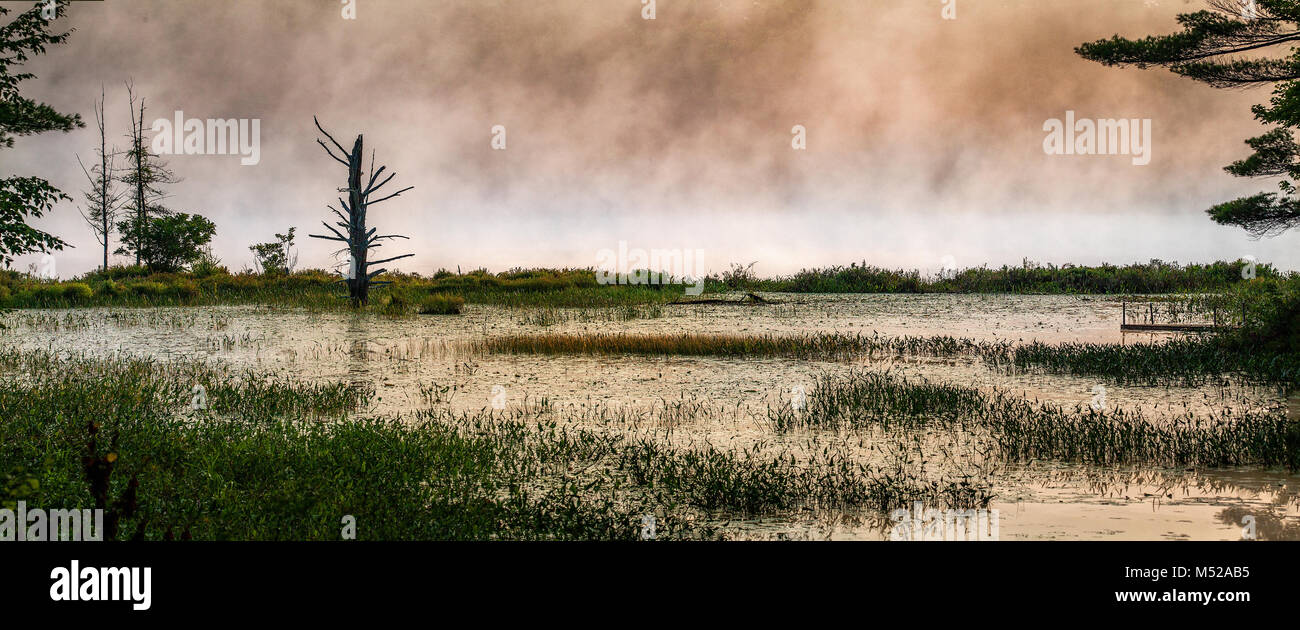 Am frühen Morgen Nebel steigt von der Oberfläche einer Fernbedienung, Woodland bog in Gardena, NH, USA. Stockfoto