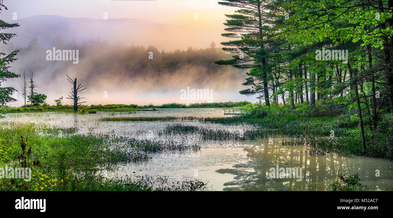 Misty Morning Sunrise auf einem entfernten Wald Moor erinnert an eine friedliche, entspannende Stimmung bei Gardena, New Hampshire, USA. Stockfoto