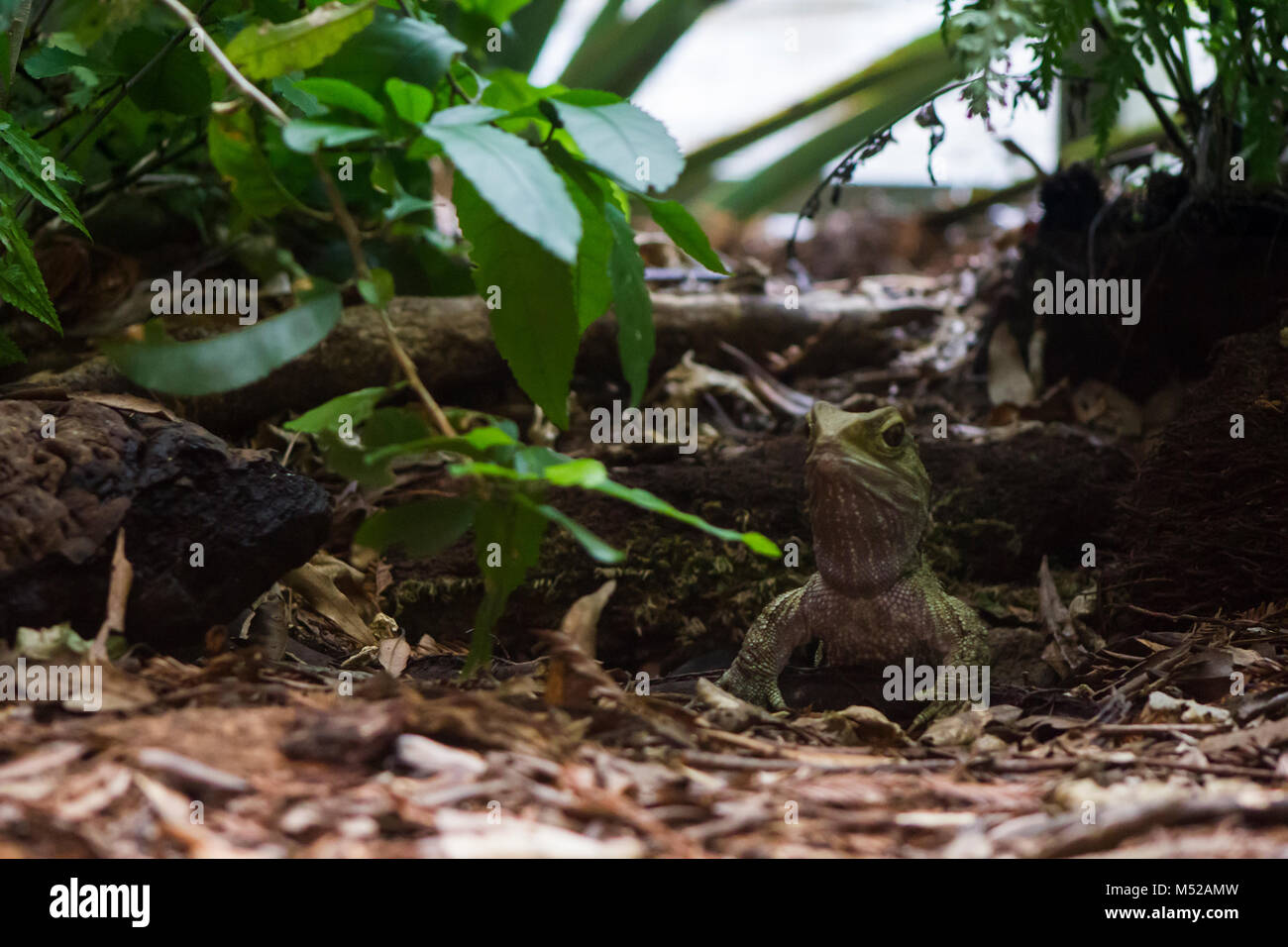 Prähistorische Neuseeland tuatara Reptil Stockfoto