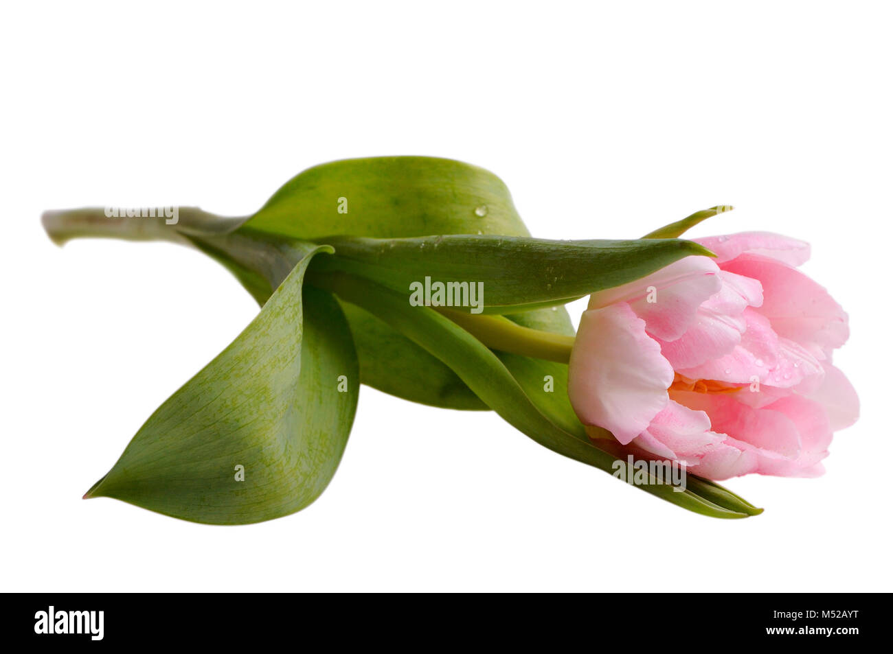 Tulpe auf weißem Hintergrund Stockfoto