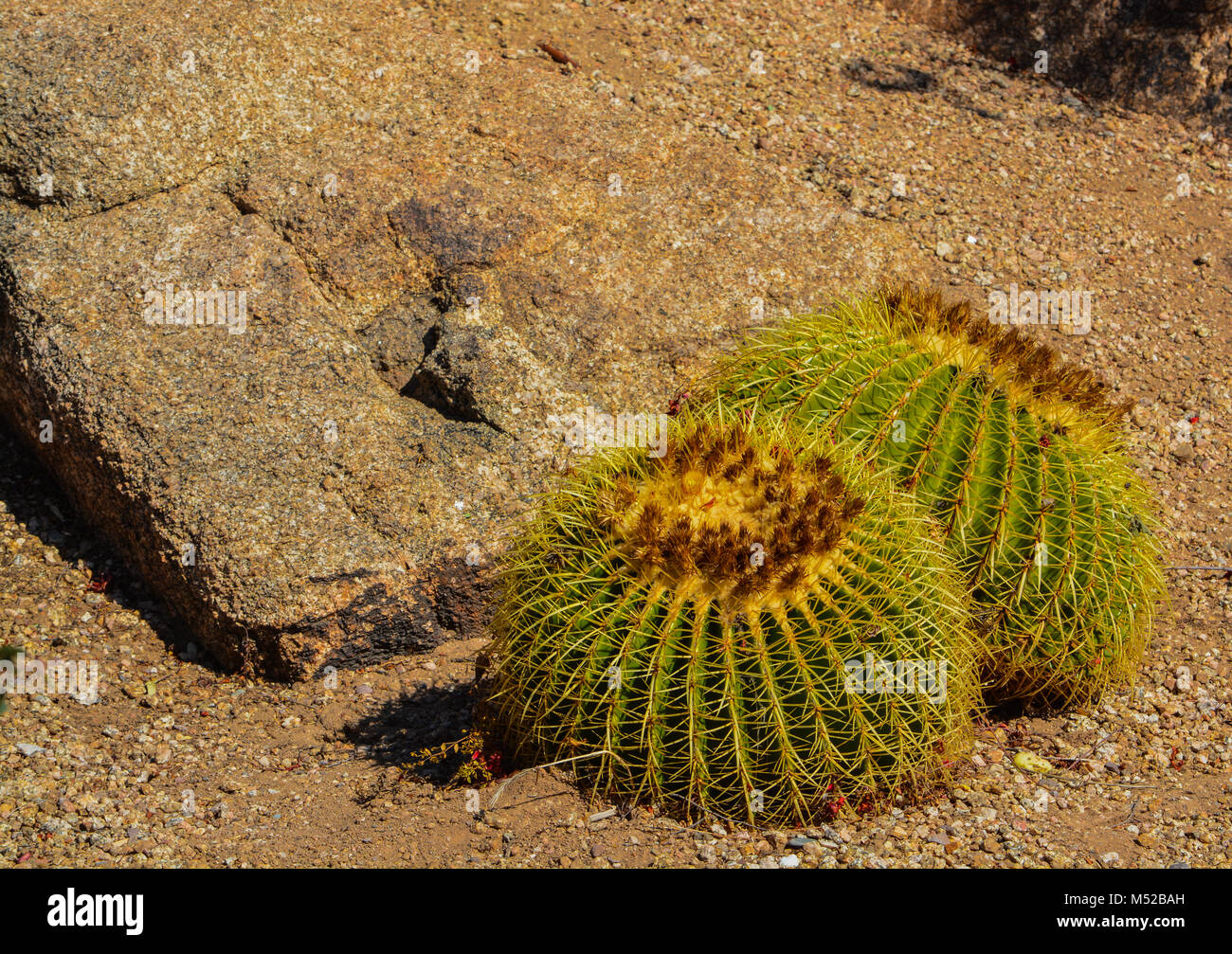 Wüste Kaktus Landschaft in Arizona Stockfoto