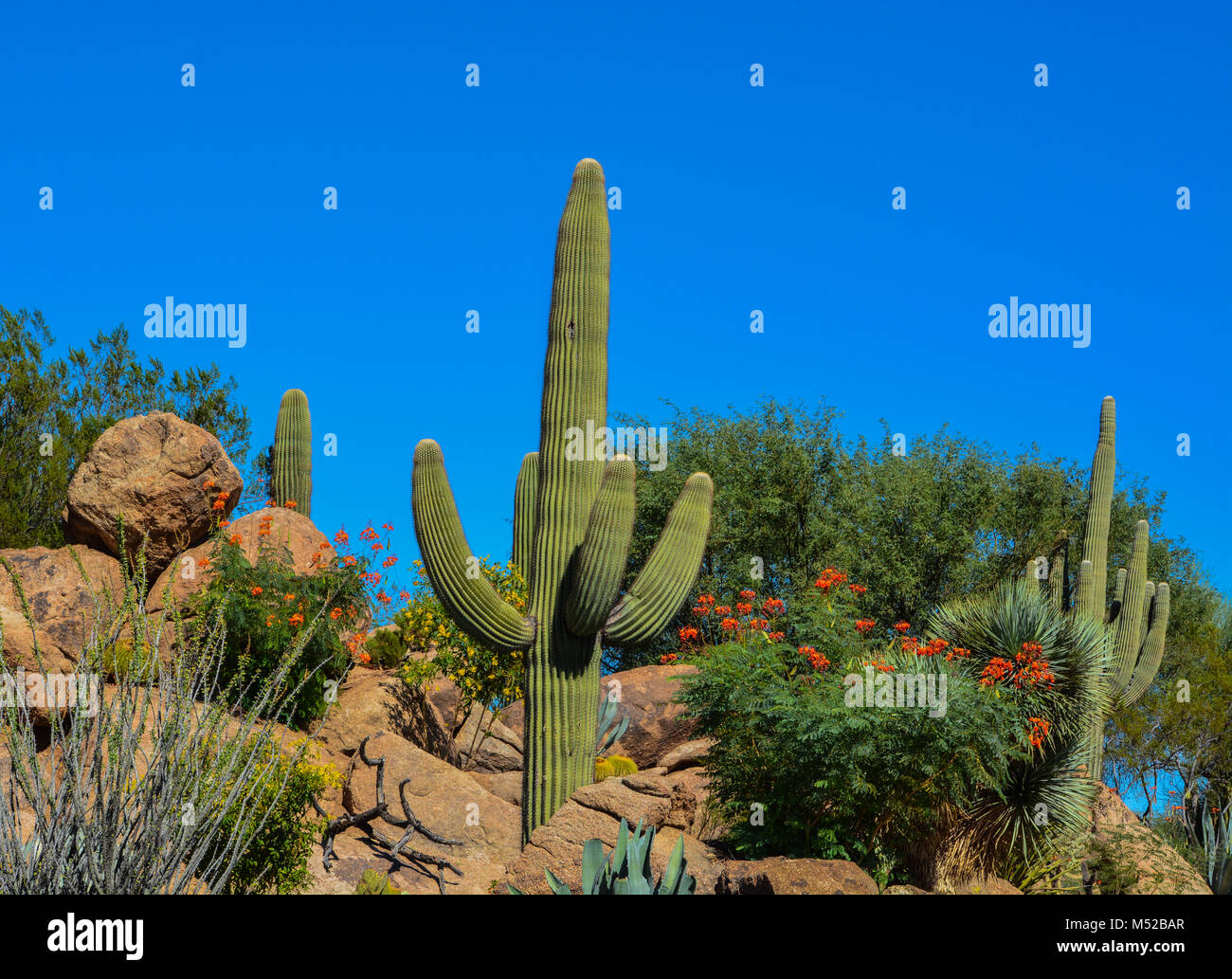 Wüste Kaktus Landschaft in Arizona Stockfoto