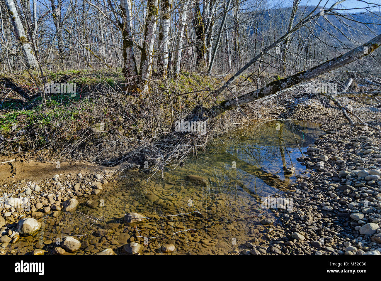 Der Baum schräg über dem Berg River Stockfoto