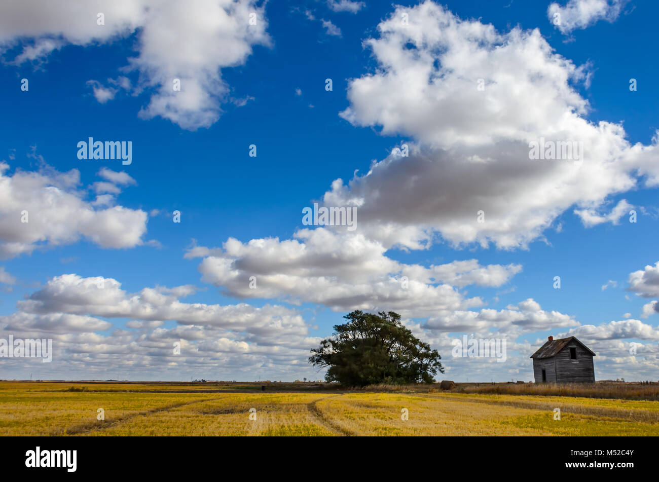 Üppige, cumulus Wolken gegen den blauen Himmel über einem gelben abgeschrägten Bereich mit einem grünen Baum, Heuhaufen und ein altes Haus an einem klaren Sommertag Stockfoto