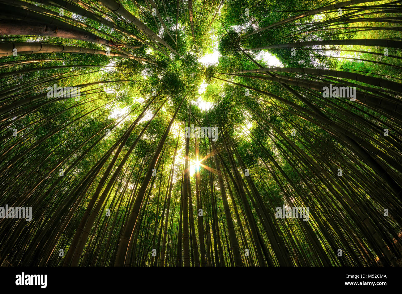 Bambus Wald im damyang Stockfoto