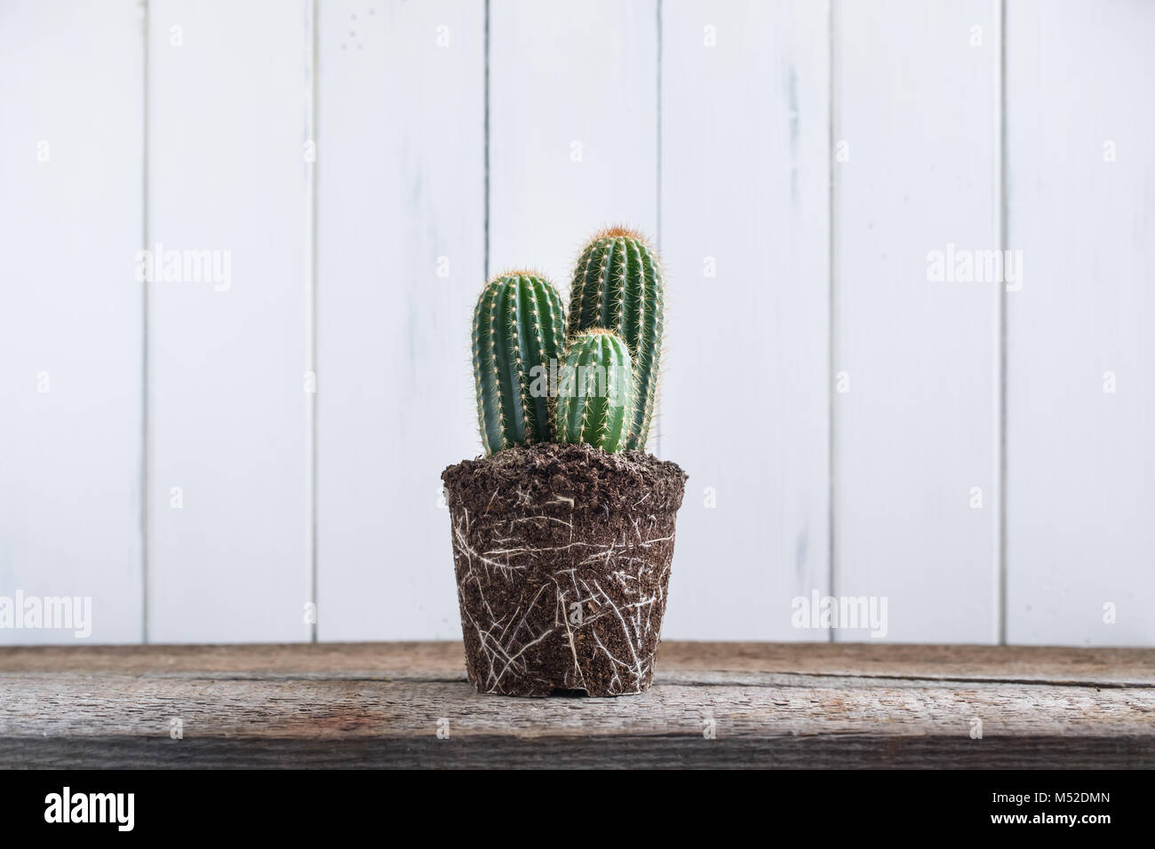Grünen Kaktus ohne Topf auf rustikalen Holzmöbeln Hintergrund. Deadpan  Stil. Realistisch Stockfotografie - Alamy