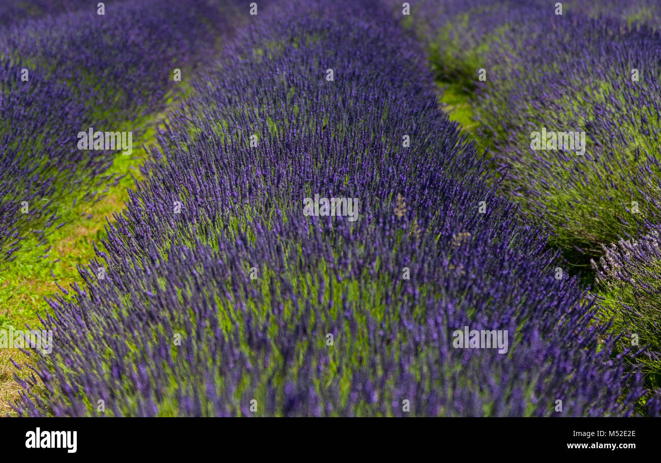 Lavendelfeld Provence Grün Violett Stockfoto