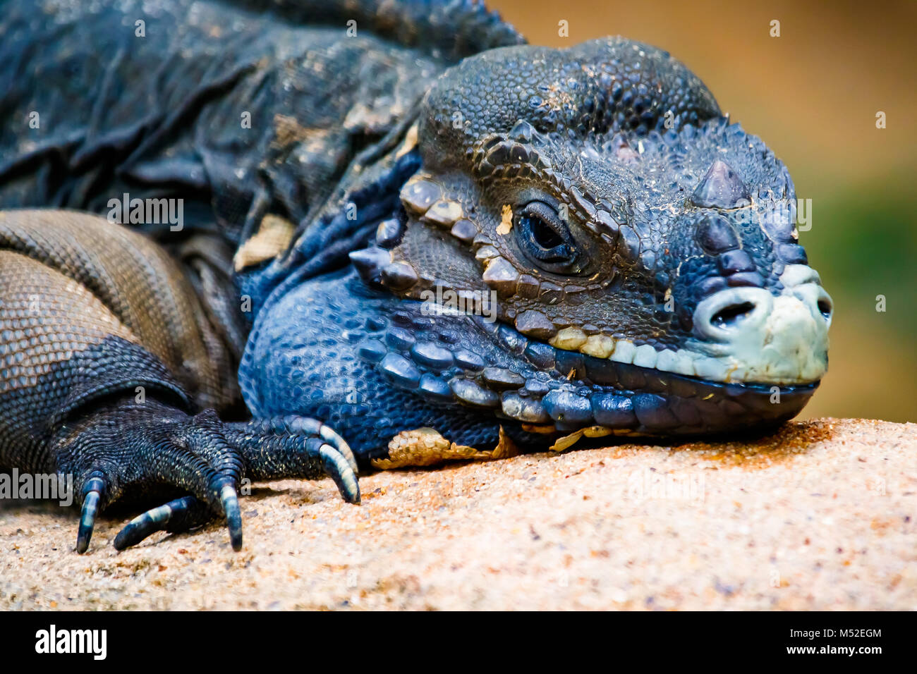 Rhinozeros-Leguan Stockfoto