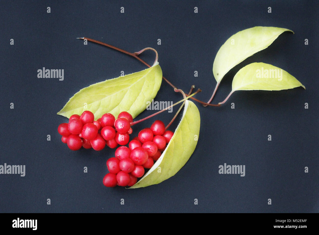 Beeren der schizandra mit Blättern auf der schwarzen isoliert Stockfoto