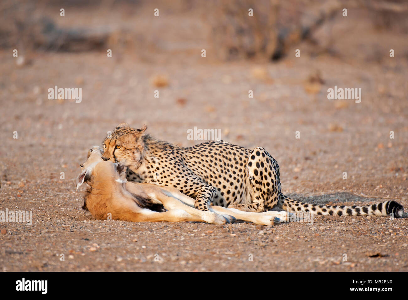 Cheetah mit Eland Kalb töten. Stockfoto