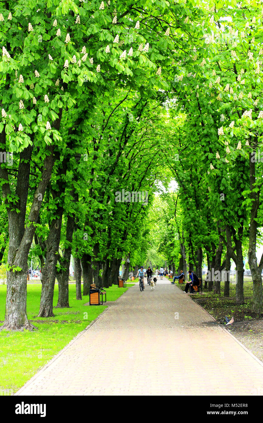 breiten Wanderweg mit großen grünen Bäumen im park Stockfoto