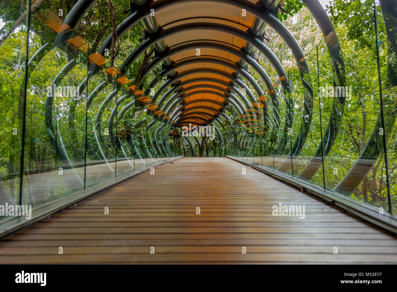 Eine gefederte Glas, Holz und Metall Brücke im Wald rund um Johannesburg in Südafrika-2 Stockfoto