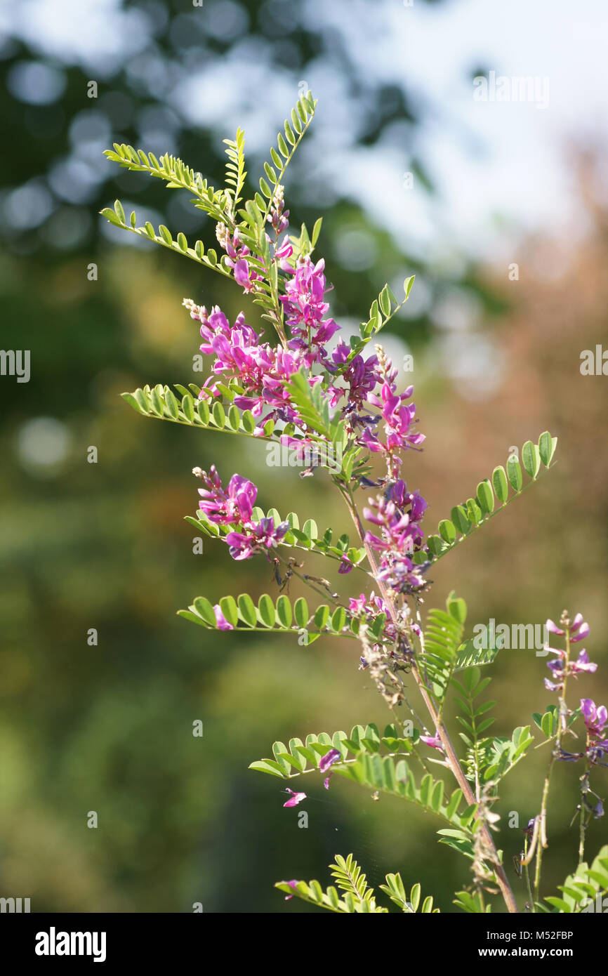 Indigofera heterantha, himalayan Indigo Stockfoto