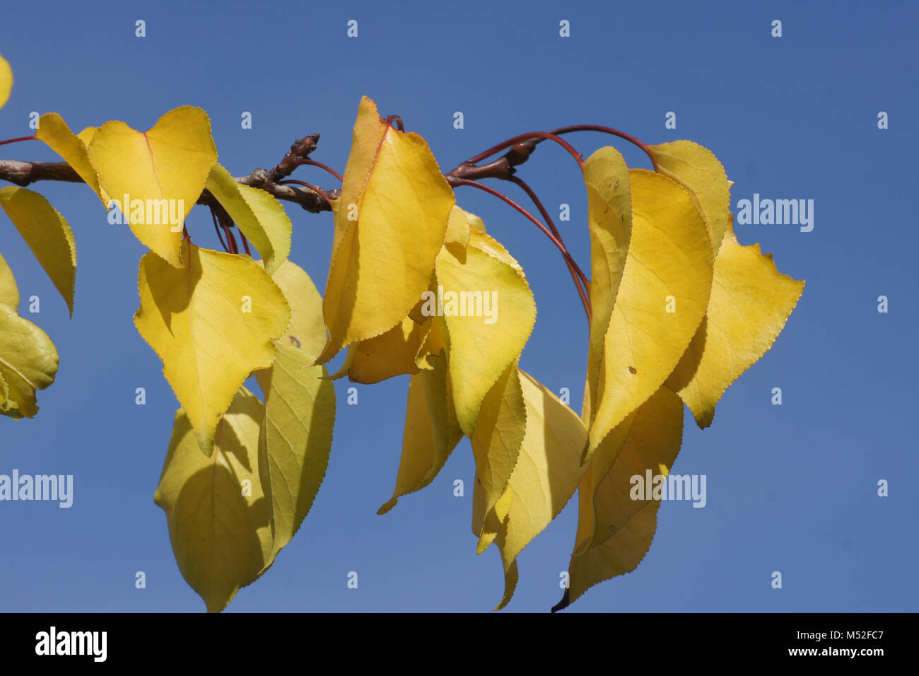 Prunus Armeniaca, Aprikose, Herbst Blätter, Knospen Stockfoto