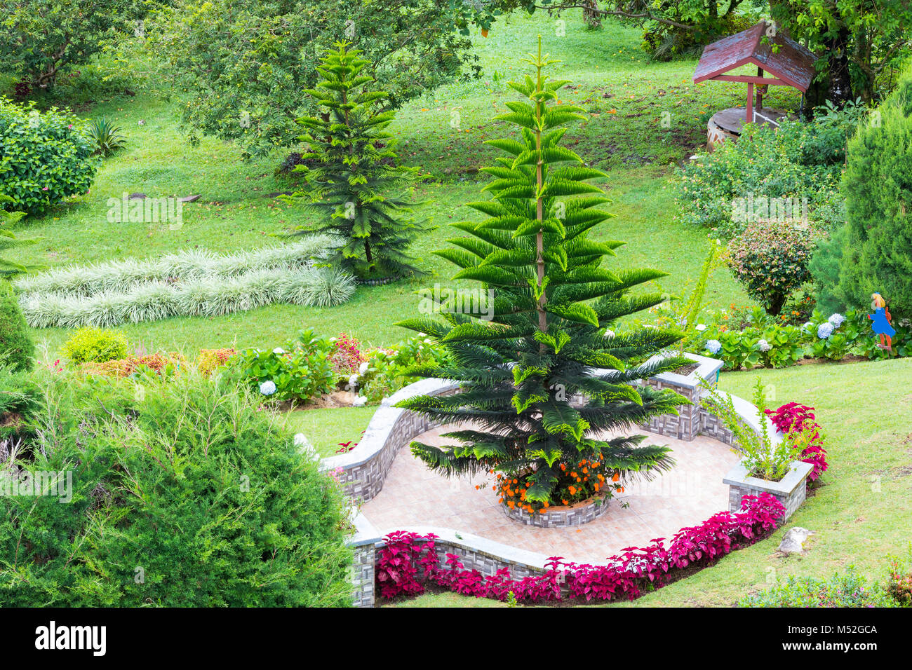 Garten mit araucaria Anlage Stockfoto