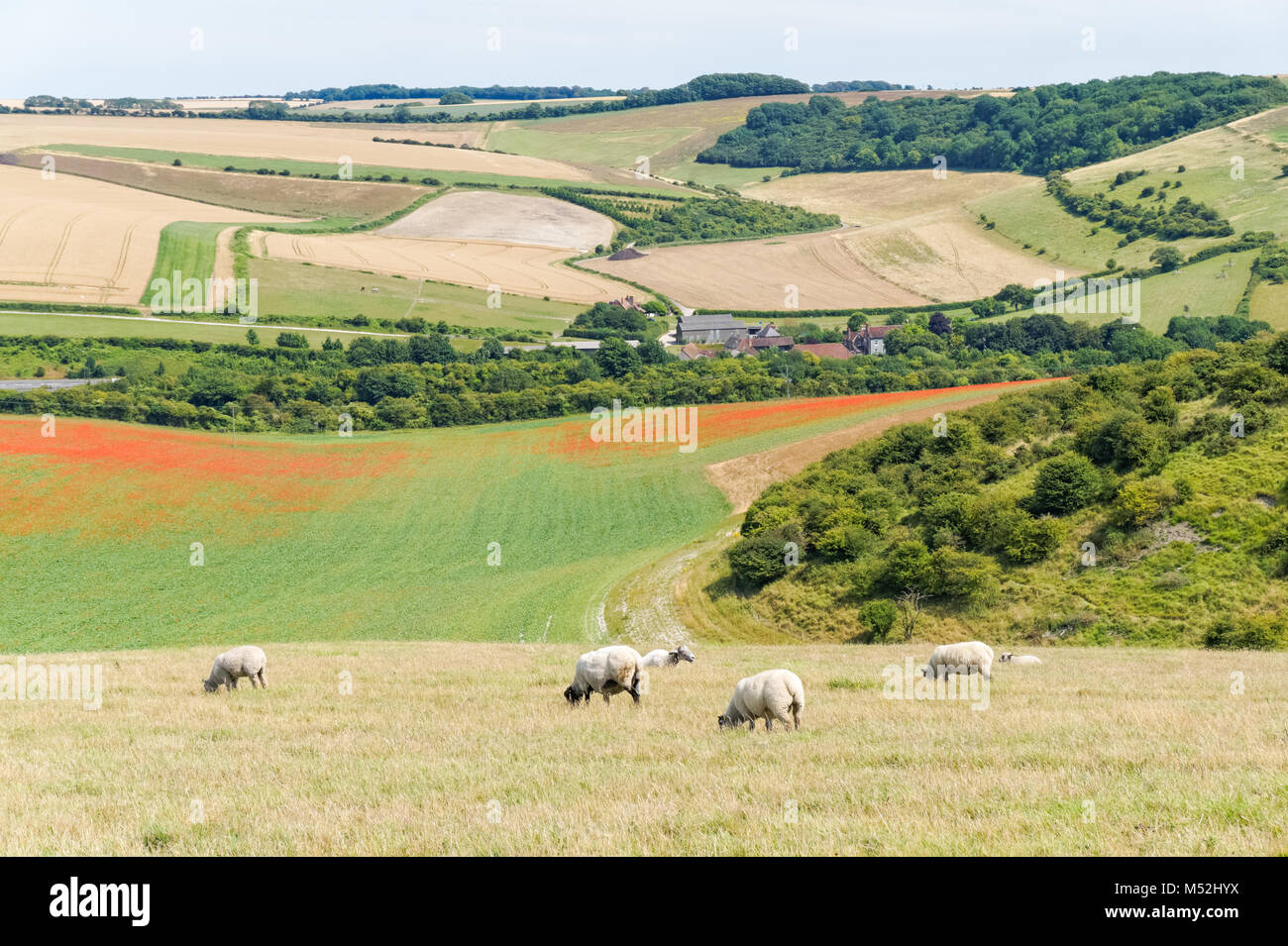 Schafe weiden im South Downs National Park East Sussex England Vereinigtes Königreich Großbritannien Stockfoto