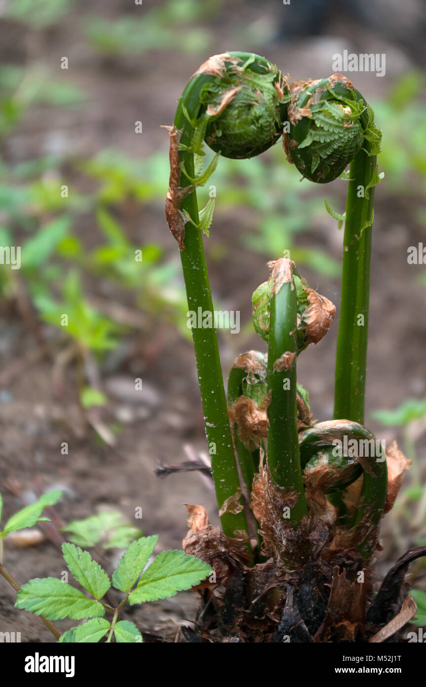 Fiddleheads in einem Bündel im Frühjahr Stockfoto