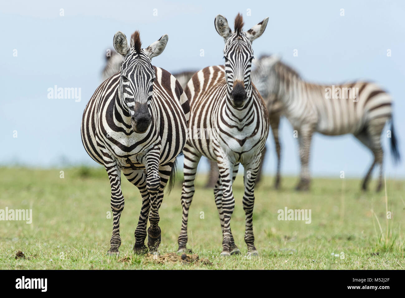 Zebras leben in kleinen Familien, geführt von einem Hengst, der seinen Harem von Frauen gegen andere Männchen schützen wird. Die Erteilung oder der Bohm Zebra ist ein subspecie Stockfoto